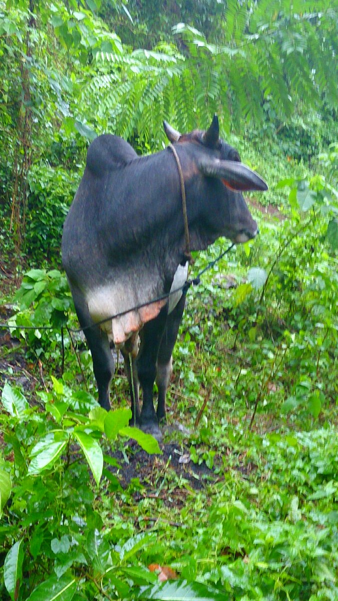 mooooo