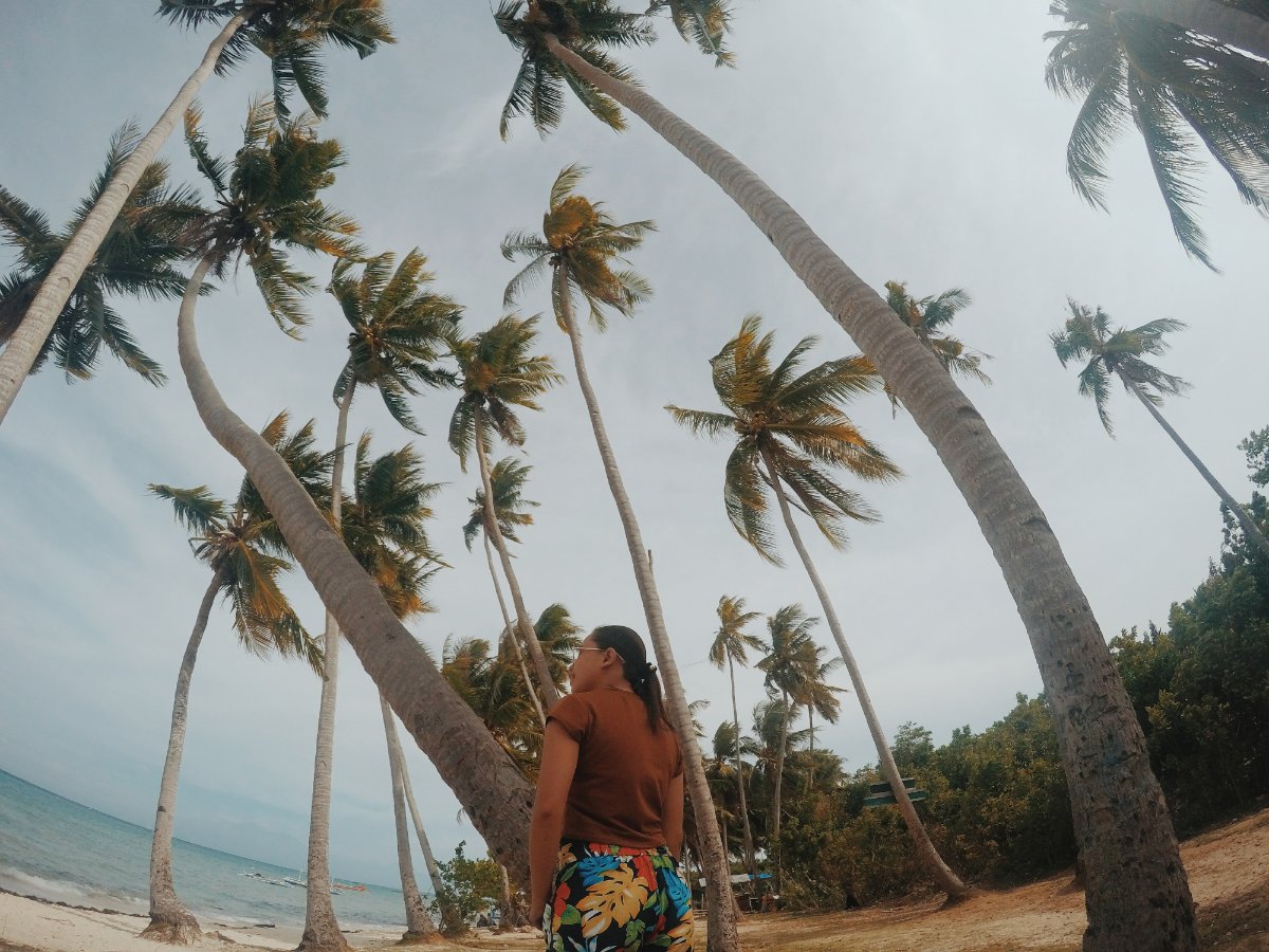 Palm trees at Paliton Beach, Siquijor