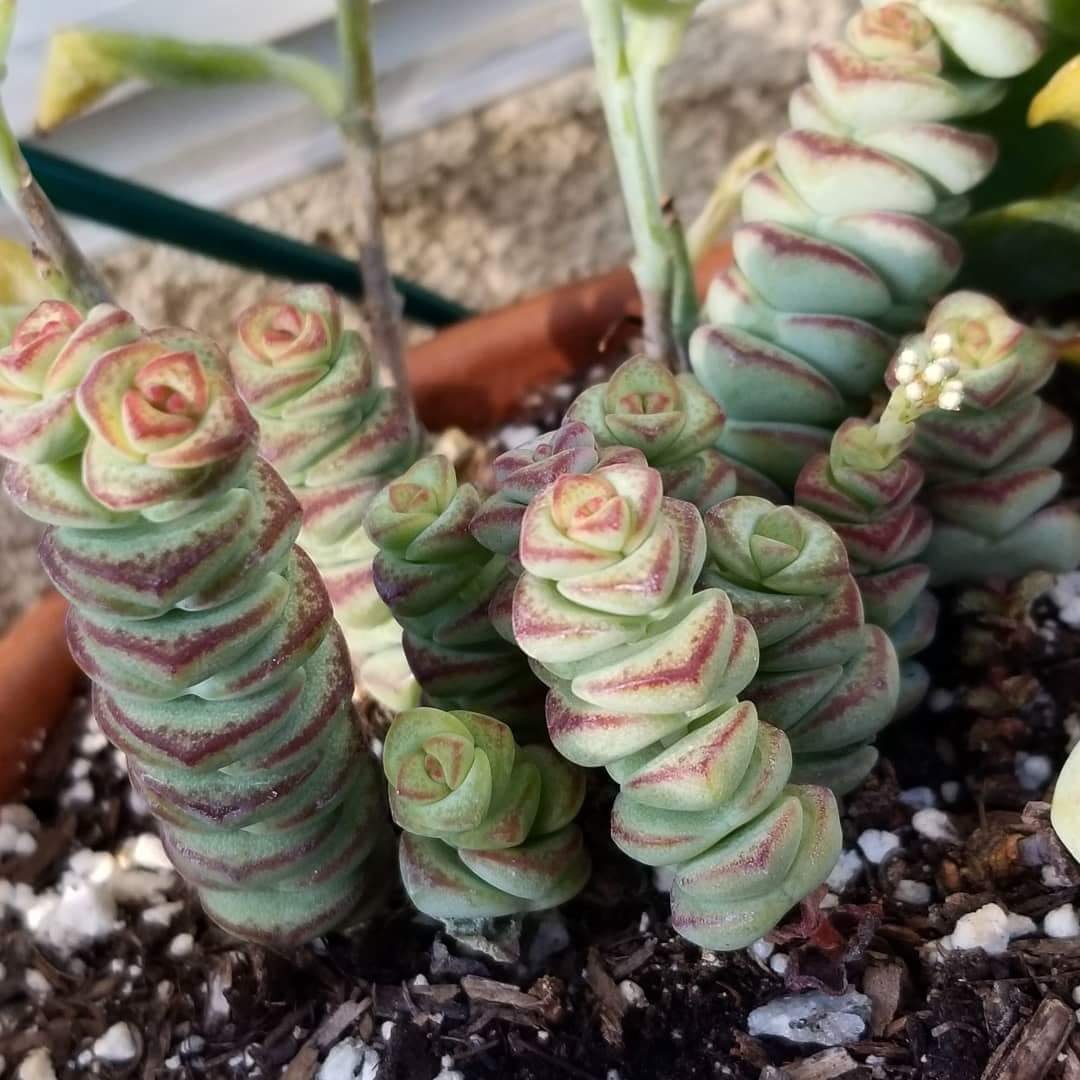 cute plants