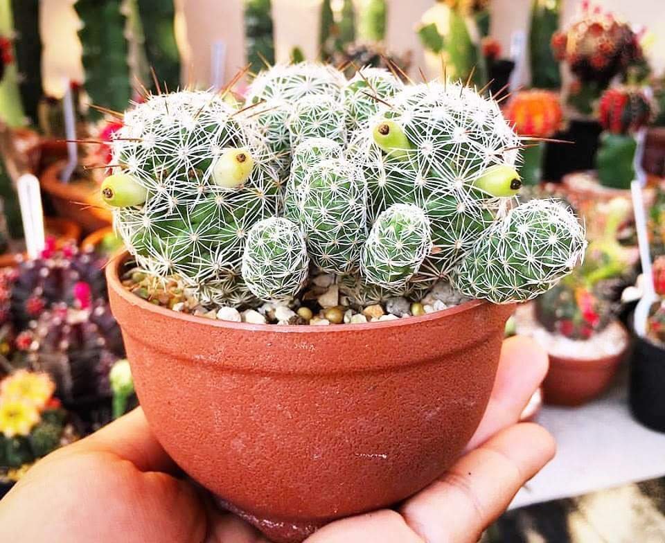 cute spikes