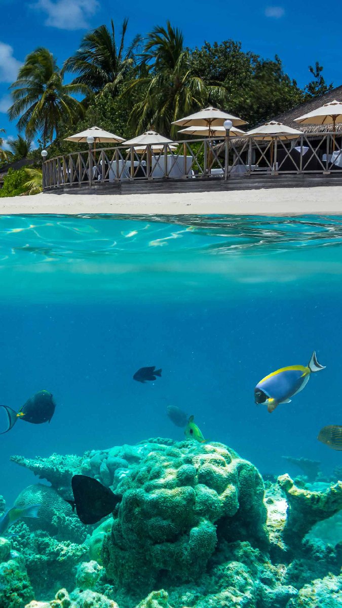fishes and corals