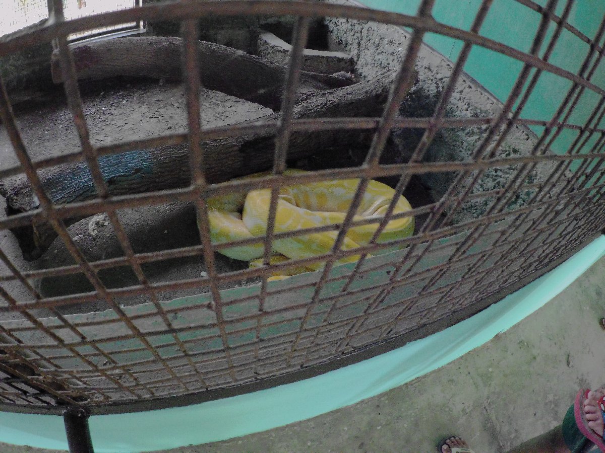 largest snake