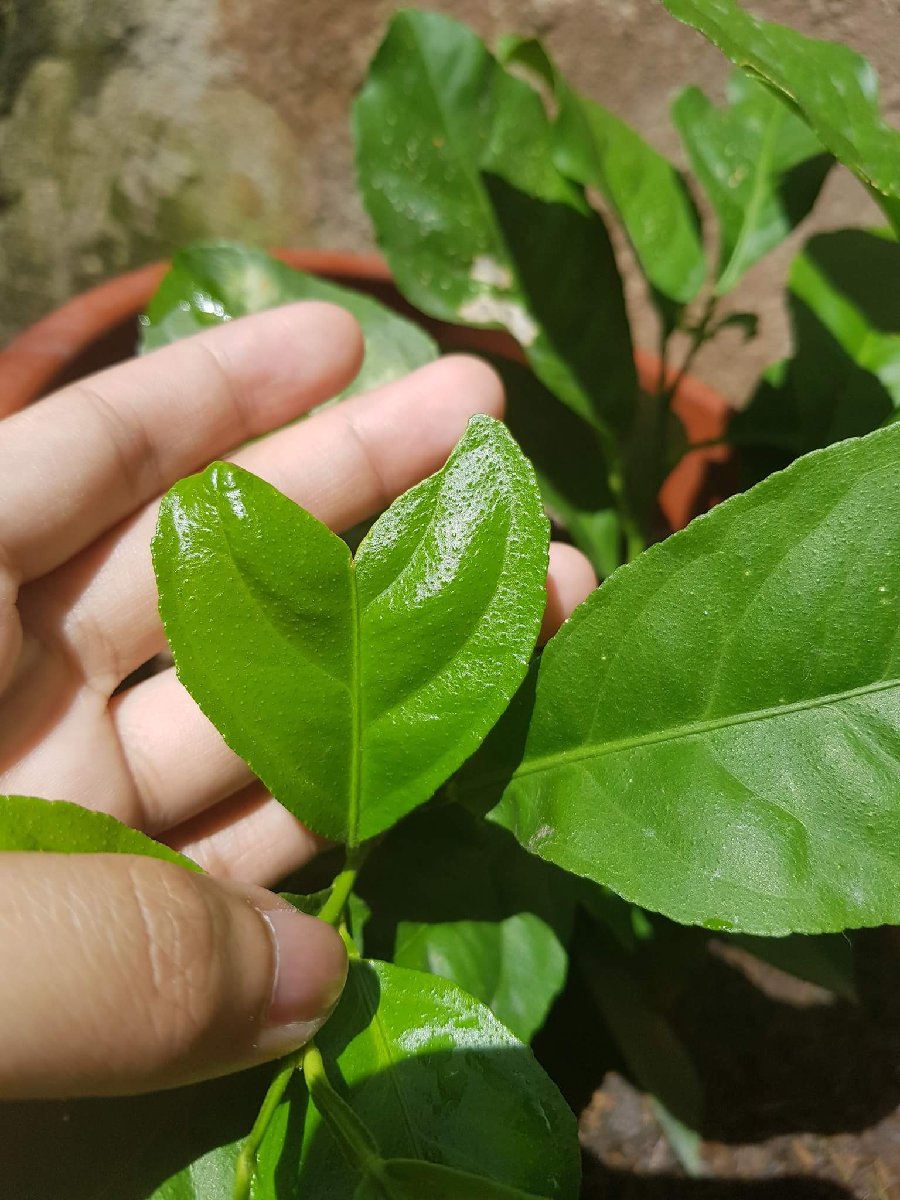 leafy green