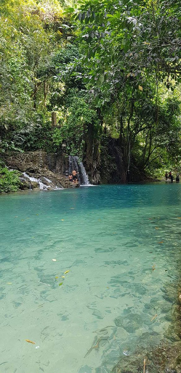 leaves in the water
