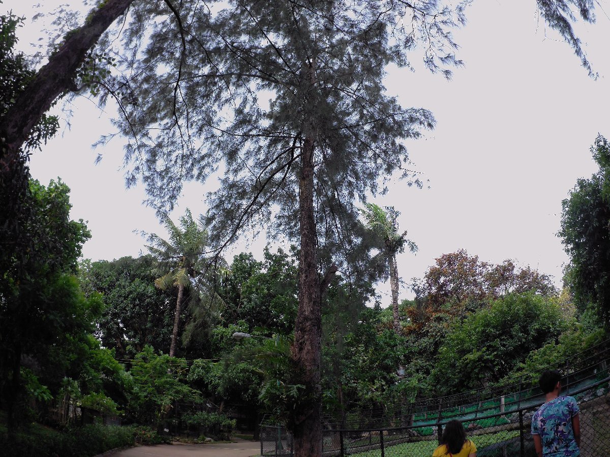 pinetree