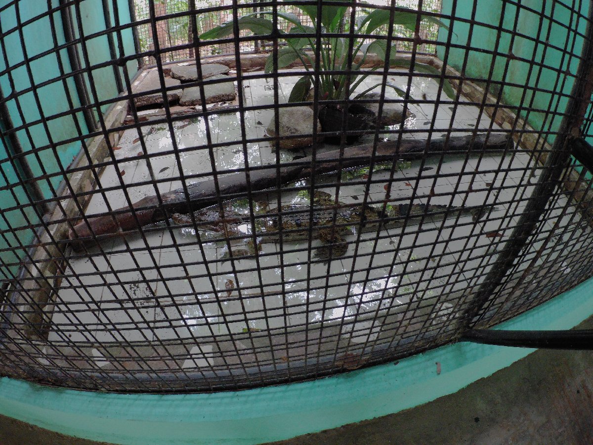 small alligators