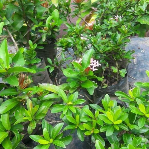 small plants in our house