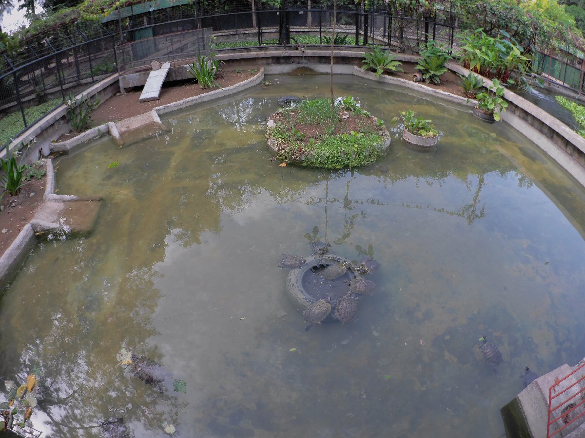 small turtles