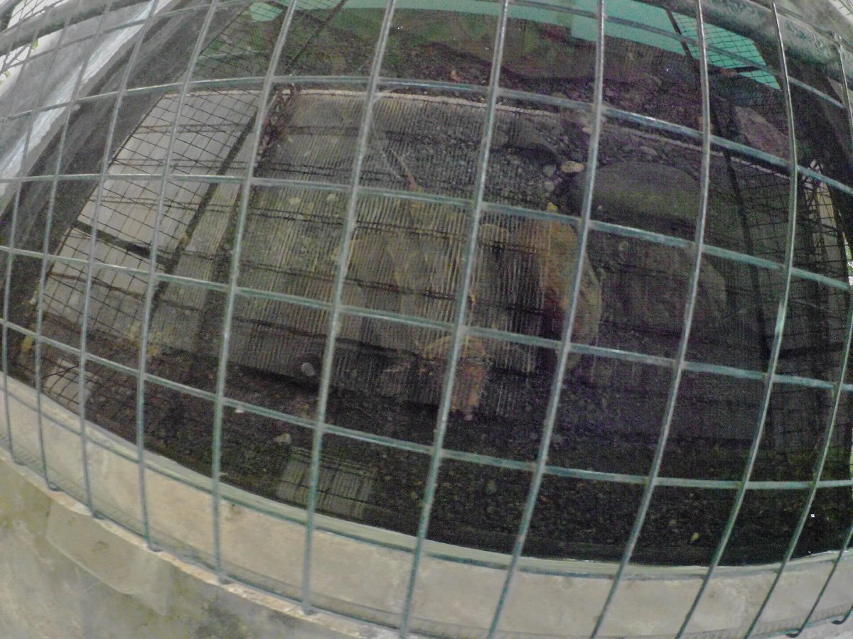 snapping turtles