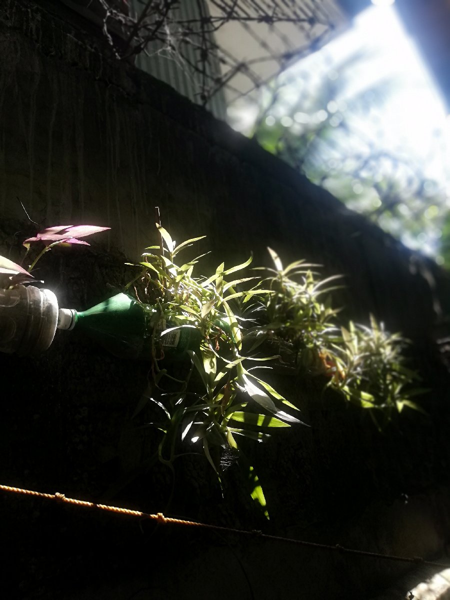 some of our hanging plants