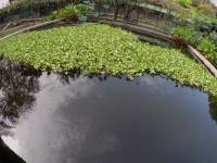 waterlilies