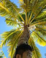 under the coconut tree