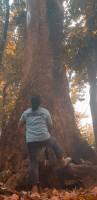 big tree