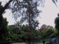 pinetree