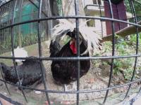 black chicken