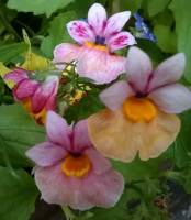 table flowers