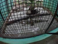 small alligators
