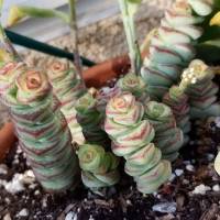 small plants in our house