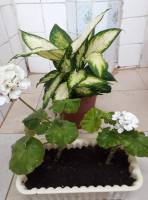 plant in our sala