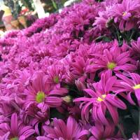 violet everywhere