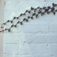 vines in our wall