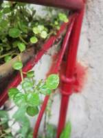 very cute leaf