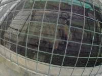 snapping turtles