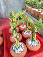 fortune plant