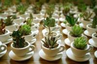tea cup plants