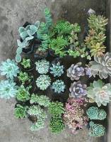 assorted mini plants