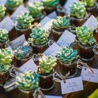 lovely, cute plants