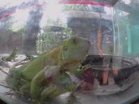 lizards
