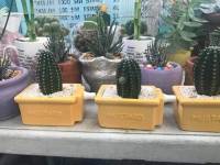 mustard pots