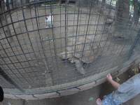 tortoise