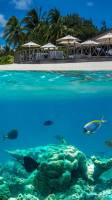fishes and corals