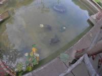 snapping turtles