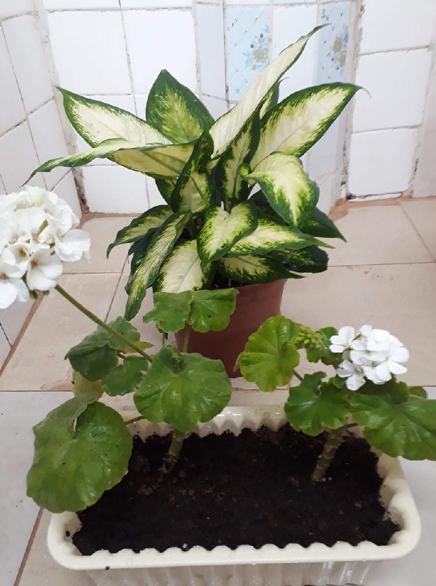 white and green plant