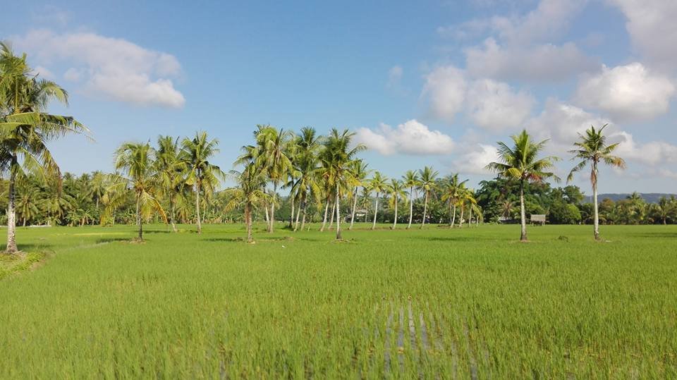 green environment