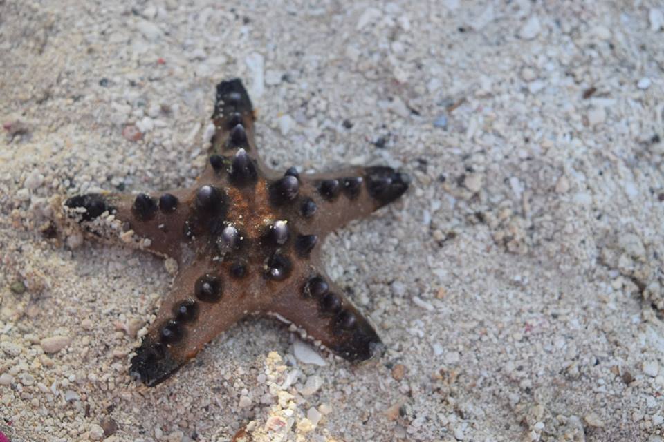 Photo uploaded by tumul125, 428