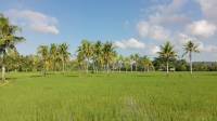 green environment