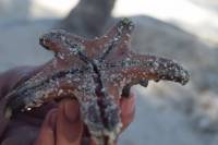 starfish