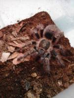 my pet tarantula