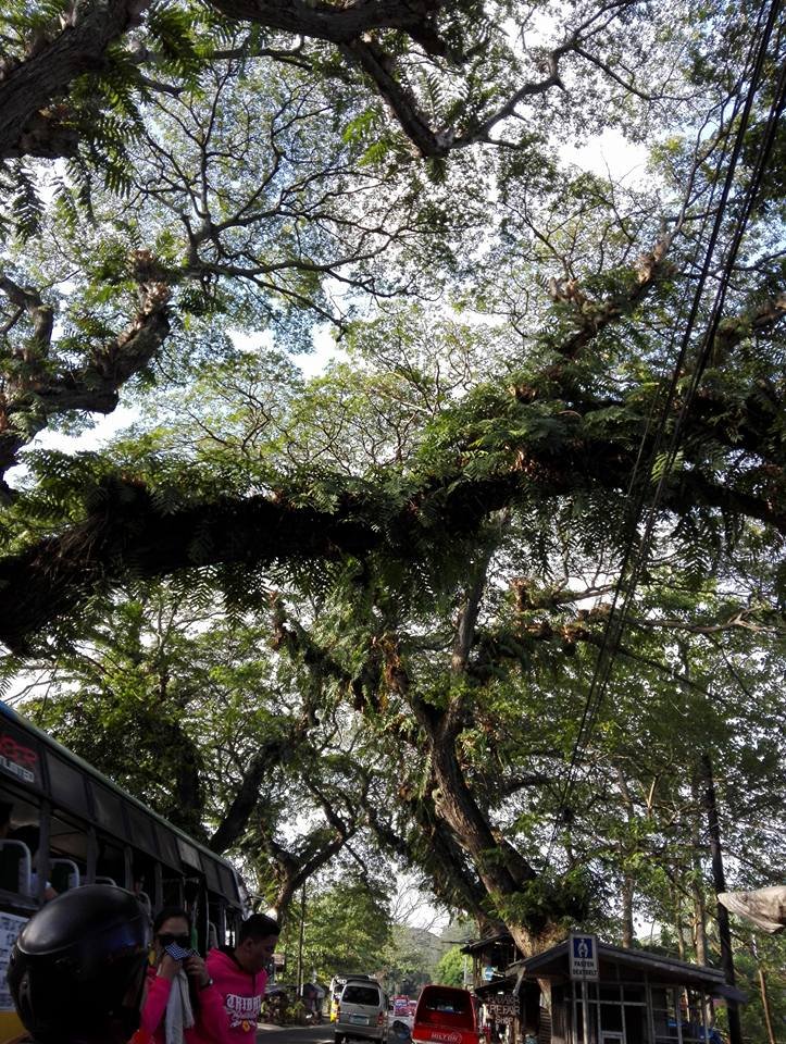 tree photography