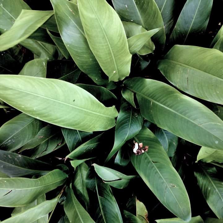 Leaves