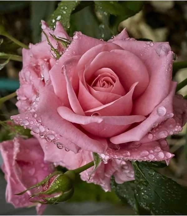Pink flower