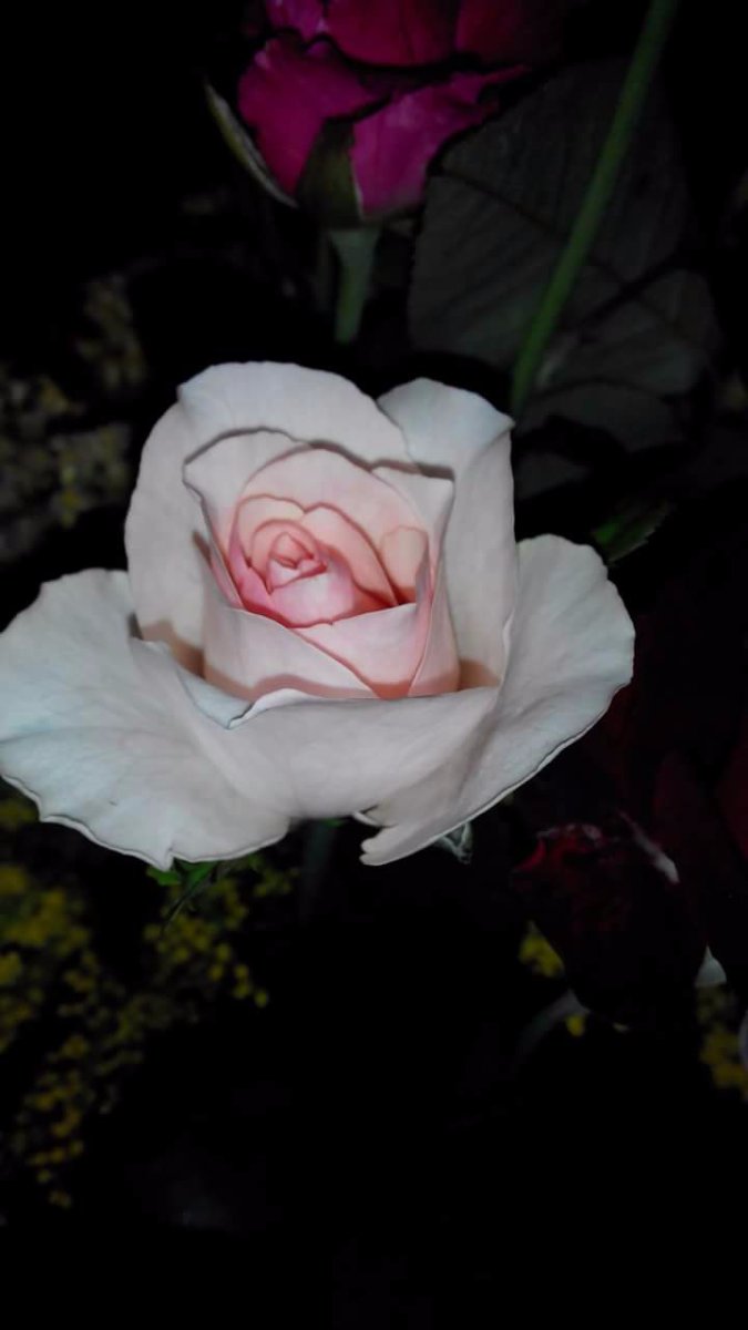 Rose, flower