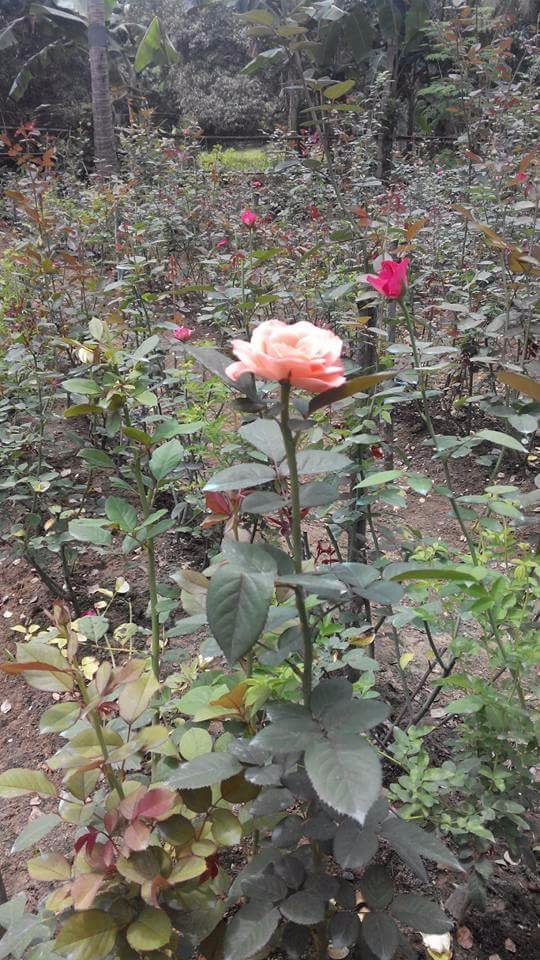 Roses everywhere