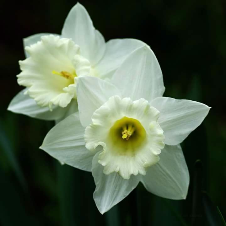 White flowers