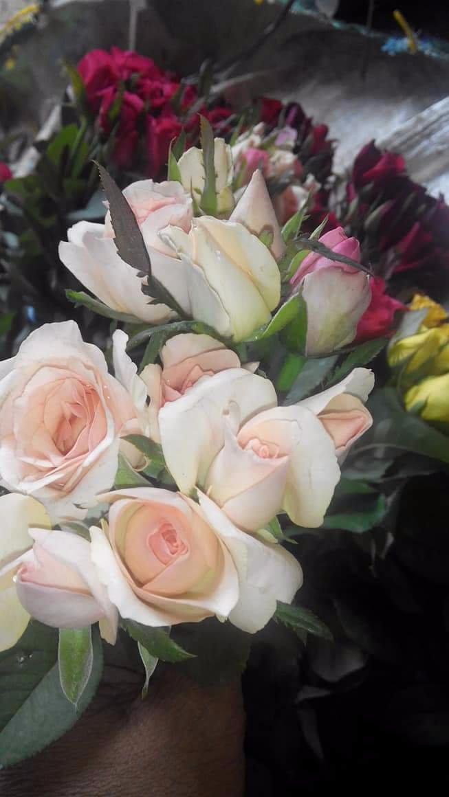 White roses, harvested