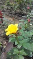 Yellow rose